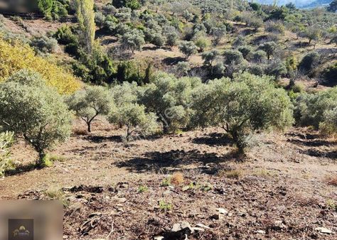 Kuşadası Çınar Köy 4600 M2 Satılık Zeytinlik