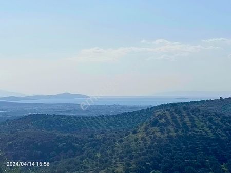 Hacıoğlu Mah. Deniz Manzaralı Satılık Zeytinlik