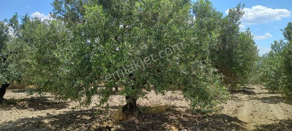 Akhisar B.osmaniye De Satılık 13.dönüm Domat Zeytinlik 4.550.000 Tl