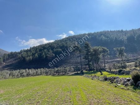 Milas Demirciler Köyünde 4 Dönüm Satılık Zeytinli Tarla