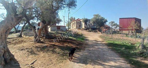 Milas Çiftlik Yatırım Ve Gelir İmkanına Sahip 5640 M2 Zeytinlik