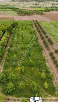 130 Adet Armutagacı Kapalı Sistem Sulamalı Satılık Tarla