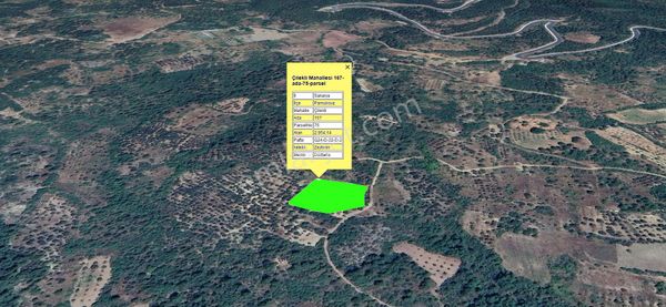 Pamukova Çilekli' De Yola Cepheli Verimli Zeytinlik