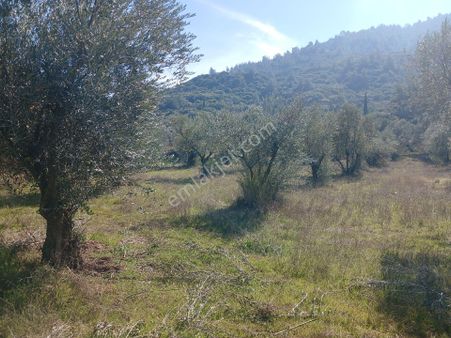 Manisa Ahmetli Gökkaya Mahallesinde 6000m² Tarla Satılık