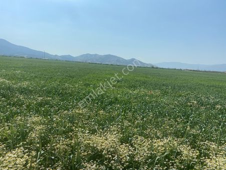 Ödemiş Adagide Birinci Sınıf Tarım Arazisi Satılıktır