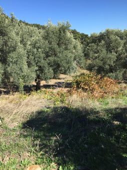 İzmir Torbalı Gold Emlaktan Yakapınarda Satılık Zeytinlik