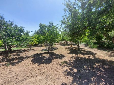 Yenikent Fevzi Çakmak Çayağzı Yatırımlık Meyve Bahçesi