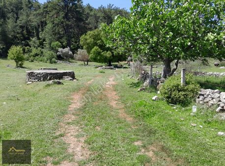 Bodrum Mazıda Ormanla İç İçe 965 M² Hobi Bahçesine Uygun