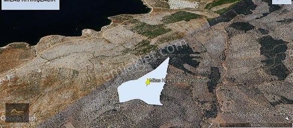 Milas Kıyıkışlacıkta Deniz Manzaralı 70 Dönüm Zeytinlik