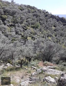 Milas Akçalı Köyünde Yatırımlık 7.524 M² Zeytinlik