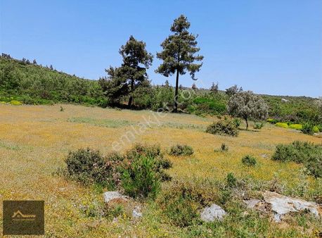 Bodrum Mazıda Satılık Köy İçı 6.297 M² Arazi