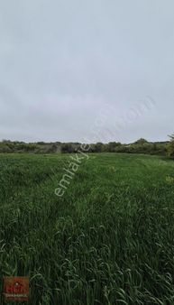 Hçk Gayrimenkul'den Erikli'de Kunlanışlı Tarla