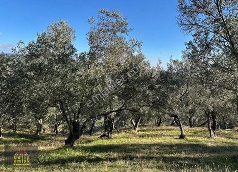 Ful Deniz Manzaralı Zeytinlik