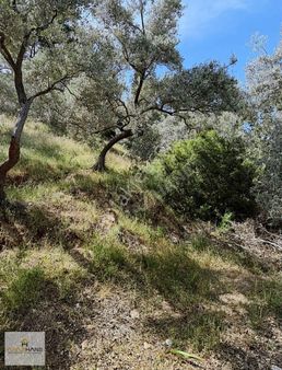 Satılık Milas Kurudere İmar İçinde 3247m2 5 Bitişik Tapu Birden