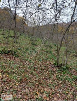 Global Gayrimenkul'den Farklı Bölgelerde Fındık Bahçeleri