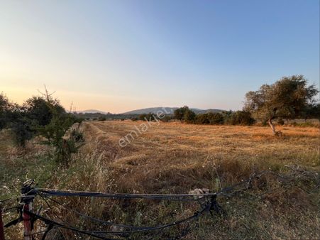 Milas Kısırlar’da Acil Satılık Kelepir Tarla