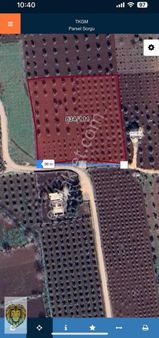 Uçar Emlaktan Satılık Harika Konumda Zeytinlik Ve Bağ Evlik