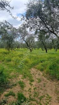 Bursa/ Orhangazi ..gürlede