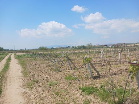 Manisa Ahmetli Yaraşlı Mah.4820m² Satılık Bağ