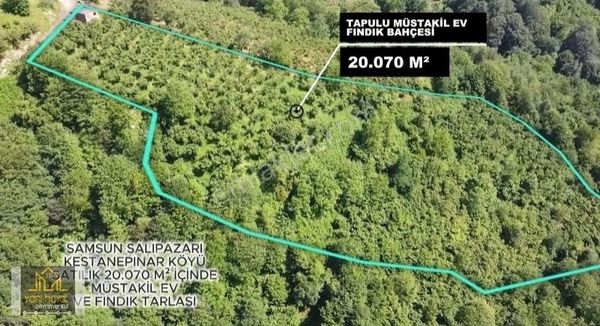 Salıpazarın'da Satılık 20 Dönüm Fındılık Ve Tapulu Müstakil Ev