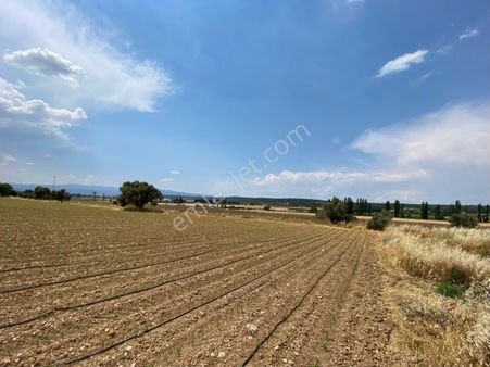 İzmir Torbalı Yeşilköy Mevkiinde Efe Oğlu Piknik Alanın Arkasından Satılık Tarla
