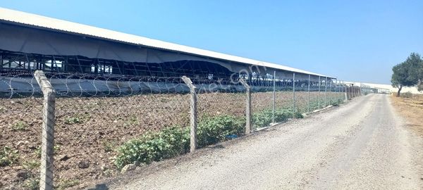 İzmir Foça Ilıpınar'da Asvalt Yola Cepheli Elektirik Olan Bölgede Zeytinlik