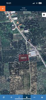 Akhisar Sünnetçiler'de Satılık 3.942 M2 Tek Tapu Zeytinlik