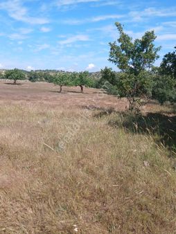 Manisa Yunusemre Kara Velilerde Satılık 8600m2 Satılık Tarla