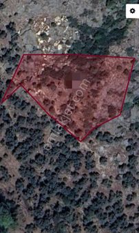 Sakarkaya Köyü Milas Da Satılık Zeytinlik