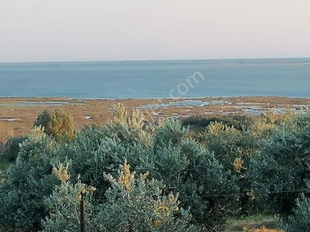 Doğanbey Köyü Sökede Satılık Zeytinlik