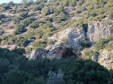 Doğanbey Köyü Sökede Satılık Zeytinlik