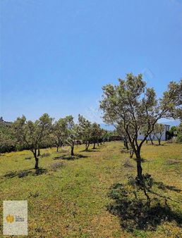 The World Seller'den Arapzade'de Muhteşem Tarla