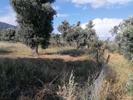 Doğanbey Köyü Sökede Satılık Zeytinlik