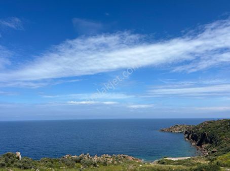 Yalıkavak Kızılburunda Denize 250 M Deniz Manzaralı Zeytinlik