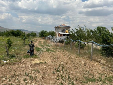 Harika Bir Cevizlik Yol Üzeri