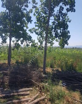 Samsun Çarşamba Karabahçede Mah. Hava Alanın 7946 M2 İçerisinde Ev Ve Ahırı Olan Acil Satılık Tarla