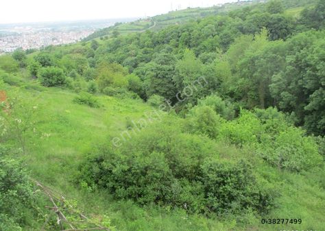 Samsun Tekkeköy Çırakman Mah. Meyve Bahçeli Olan Satılık Tarla