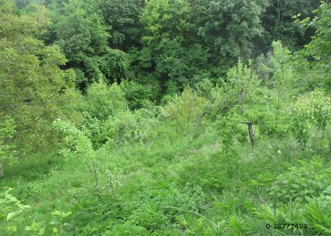 Samsun Tekkeköy Çırakman Mah. Meyve Bahçeli Olan Satılık Tarla