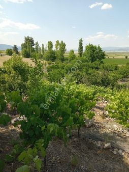 Burdur/gölhisar/kargalık 'ta Bakımlı Yetişkin Ceviz Bahçesi.vatan