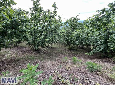 Remax Mavi'den Taşlık Köyünde Satılık Fındık Bahçesi