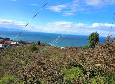 İnanç Primedan Keşap Düzköyde 3,5 Dönüm Satılık Fındık Bahçesi