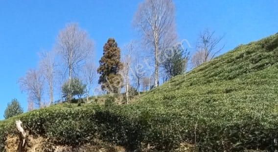 Rize Kavaklı Mah. 1550.m2 Müstakil Tapulu Çay Bahçesi Satılık