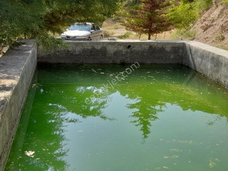 Üzüm Bagi Ve Kaysı Bahcesı