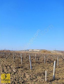 Manisa Salihlide Çapaklı Köyünde Tek Tapu Satılık Tarla