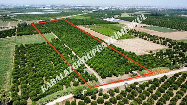 Adana Seyhan Mıdık'ta Fırsat19 Dönüm Portakal Bahçesi (41)