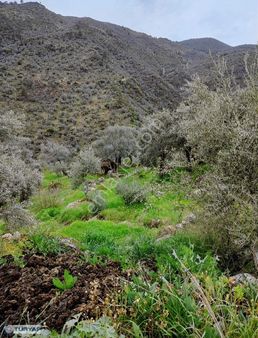 Muğla Milas Sakarkayada Zeytinlik