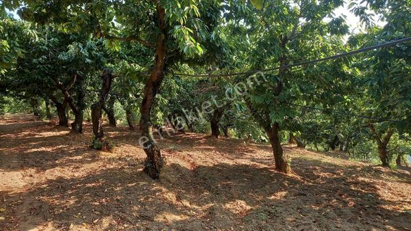 Turgutlu Satılık Kayrak Mah 4130m2 Tek Tapu Meyve Bahçesi Su Ve Yolu Var