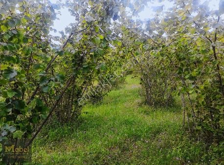 Mabel'den Acilliyetten Şok Fiyata Tek Tapu 10 Dönüm Fındıklık