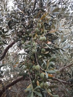 Hasadı İle Satılık Akviranda Suyu Mevcut 11 Dönüm Verimli Zeytinlik