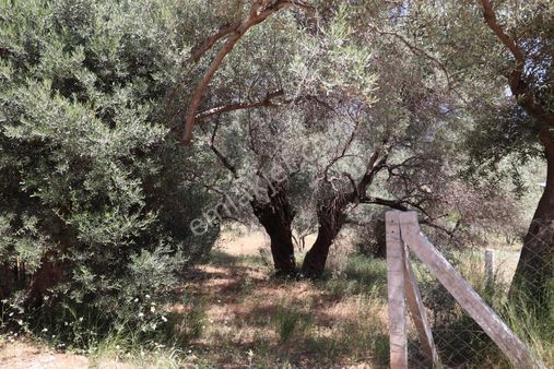 Kemalpaşa Vişnelide Satılık 1800 M2 Bahçe